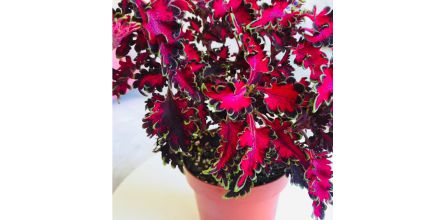 Plot Coleus/ Cam Güzeli/ Yaprak Güzeli Yorumları ve Bakımı