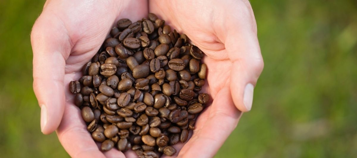 Yeni Nesil Lezzetiyle Popüler En İyi Kahve Çekirdekleri Hangileridir?