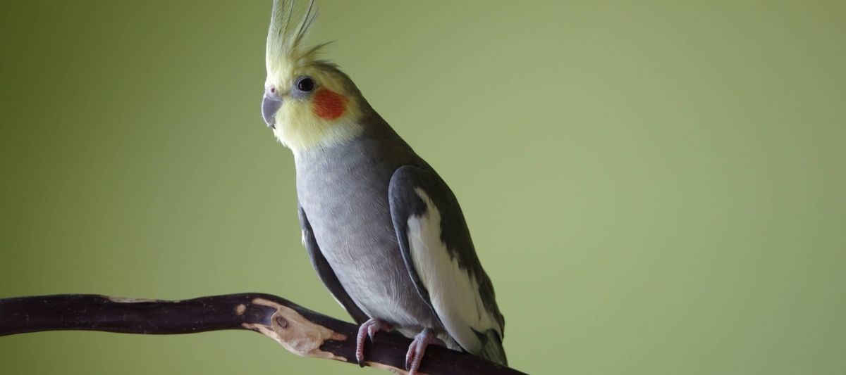 Sultan Papağanı Beslenmesi: Sultan Papağanı Ne Yer?