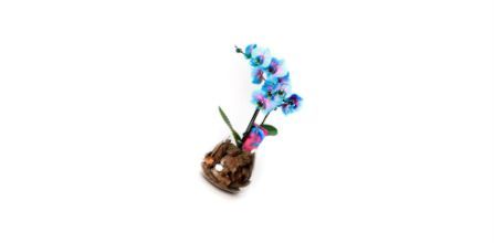 Tohum Dünyam 10 Adet Mavi Orkide Tohumu Fiyatları