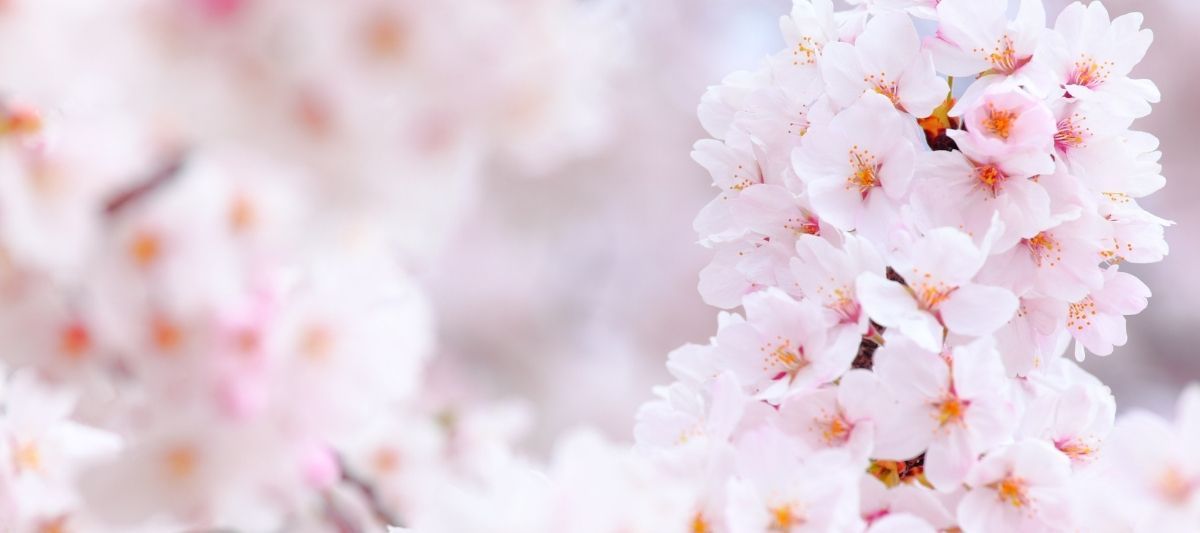 Sakura Çiçeği: Sakura Ne Demek? 
