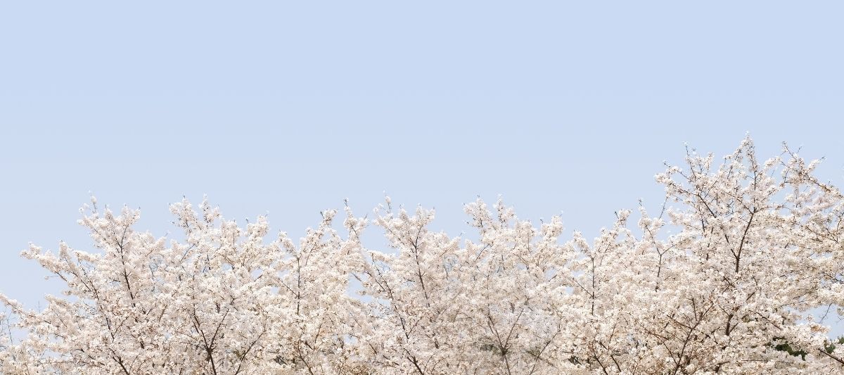 Sakura Çiçeğinin Anlamı ve Hikâyesi Nedir?