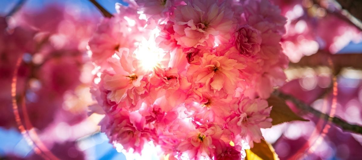 Sakura Ağacı: Sakura Çiçeğinin Özellikleri Nelerdir?