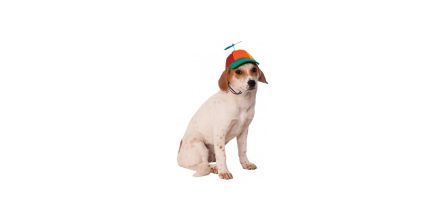 Eğlenceli Köpek Şapkası Çeşitleri