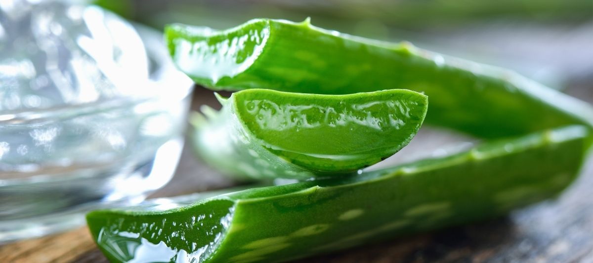 Aloe Vera Bitkisi Bakımı: Aloe Vera Nasıl Yetiştirilir?