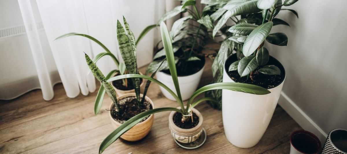 Büyük Salon Bitkisi Çeşitleri Nelerdir?