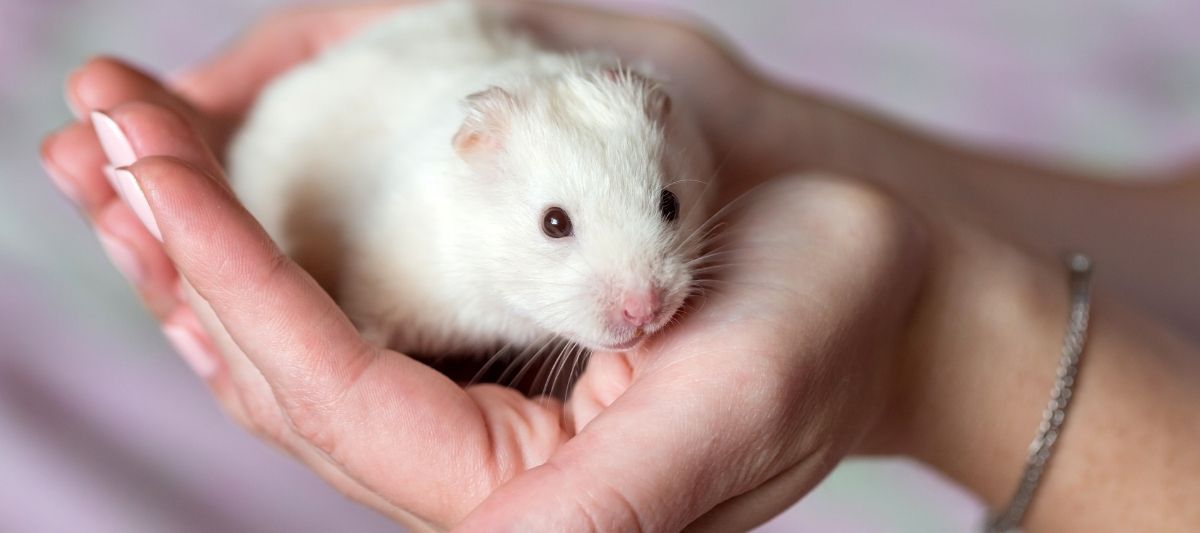 Hamster Beslemek: Hamster Bakımı Nasıl Yapılır?