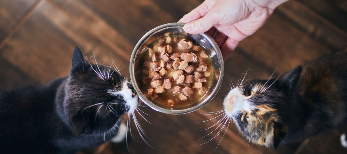Kedi Nasıl Beslenir?