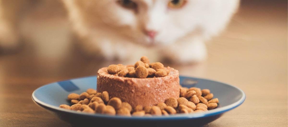 Kediler Hangi Sıklıkla Beslenmelidir?