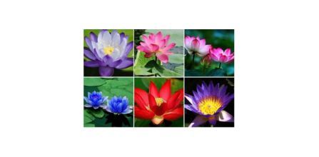 3 Renk Lotus Çiçeği (Nilüfer) Tohumu Avantajları ve Yorumları