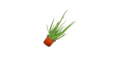 Avantajlı Fidanvar Aloe Vera Bitkisi 30-40 cm Fiyatları
