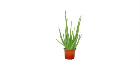 Dikkat Çeken Fidanvar Aloe Vera Bitkisi 30-40 cm Yorumları