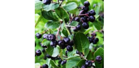 Aronia Meyvesi Fidanı Avantajlı Fiyatları
