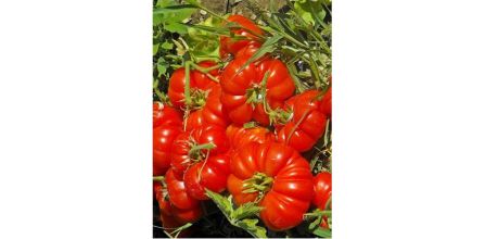 Beğenileri Kazanan Ata Tohum Çeşitleri