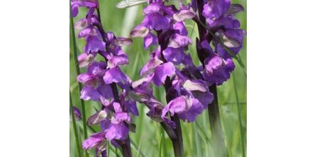 Beğeni Toplayan Salep Tohumu Çeşitleri