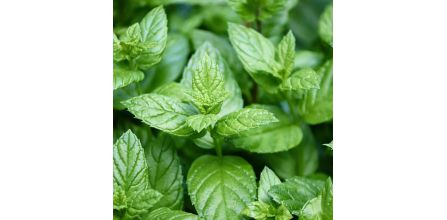 Kullanışlı ve Verimli Salep Tohumu Seçenekleri