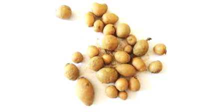 Dikkat Çeken Salep Tohumu Çeşitleri