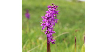 Kaliteli ve Lezzetli Salep Tohumu Modelleri