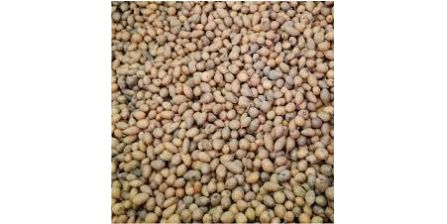 Her Bütçeye Uygun Salep Tohumu Fiyatları