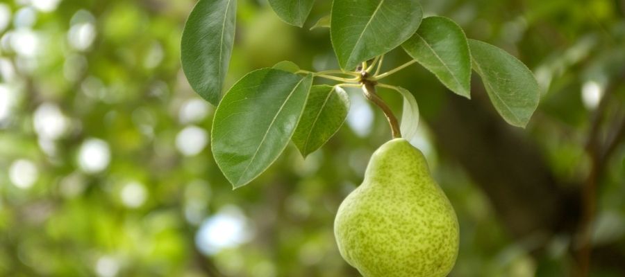 Armut Çeşitlerinin Yetişme Şartları ve Özellikleri