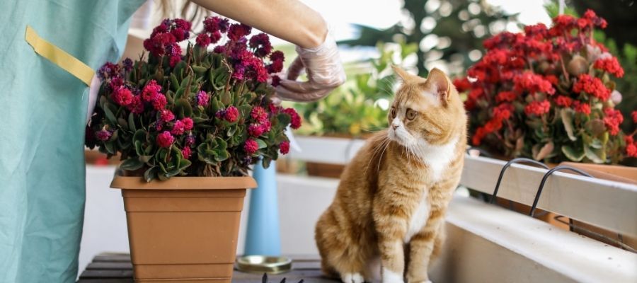 Mevsimlere Göre Balkon Çiçekleri Seçimi