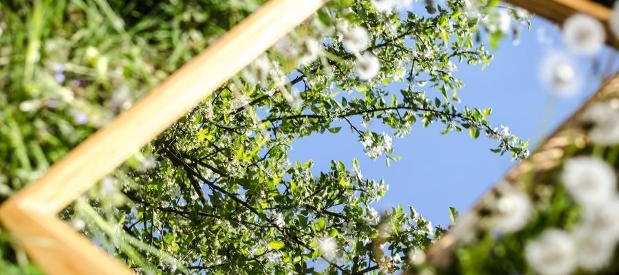 Bakım İhtiyaçları: Jardinyer Bitkilerinin Doğru Şekilde Yetiştirilmesi