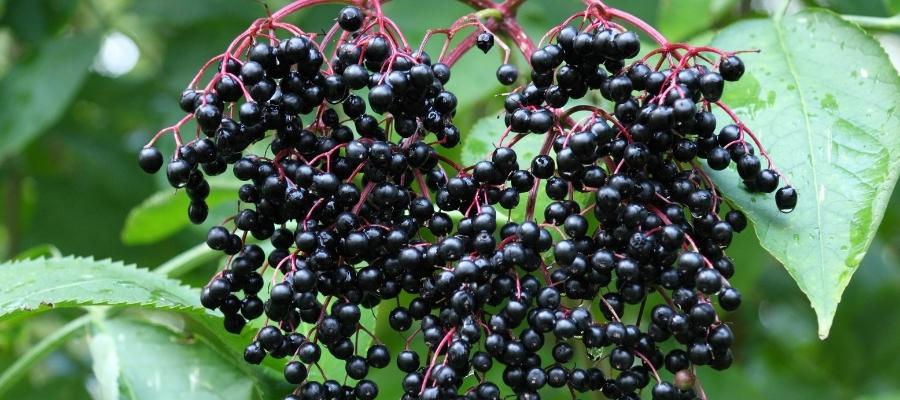 Geleneksel Kullanımlar: Kara Mürverin Geleneksel Tıpta Kullanım Alanları