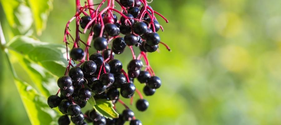 Doğadan Gelen Şifa: Kara Mürverin Faydaları ve Kullanım Alanları