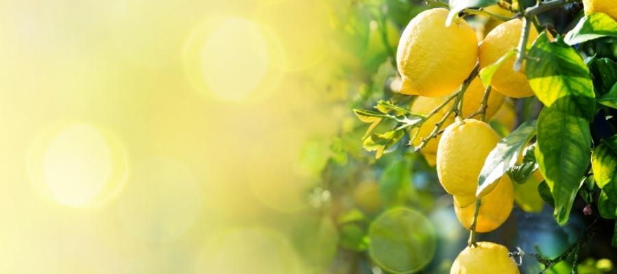 Klasik Limonlar: En Bilinen Limon Çeşitleri ve Özellikleri