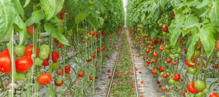 Paletten Sera Bakımı ve Kullanım Önerileri