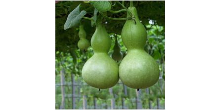 Sıklıkla Tercih Edilen Su Kabağı Tohumları