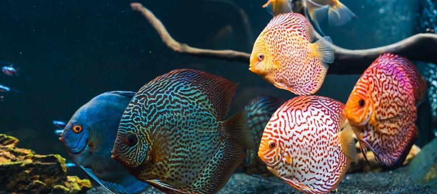 Suda Yaşayan Rengarenk Dünya: Akvaryum Balıkları Nelerdir?