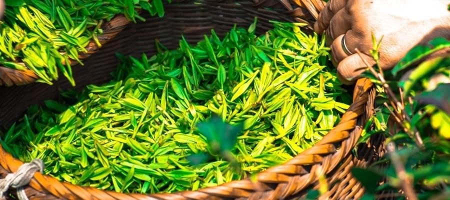 Çay Markaları ve Kalite Standartları