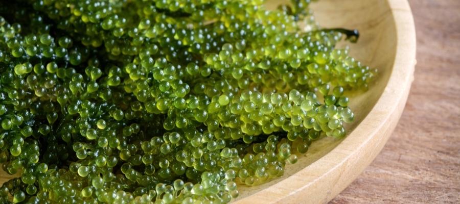 Deniz Üzümünün Besin Değeri ve İçeriği