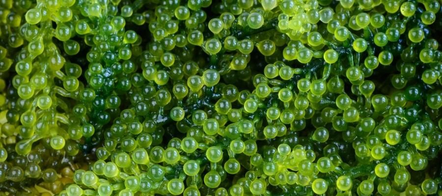 Deniz Üzümü Nerede Yetişir? Nerelerde Kullanılır?