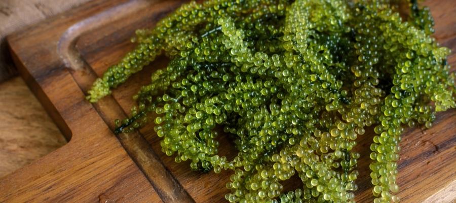 Deniz Üzümü ile Yapılan Tarifler