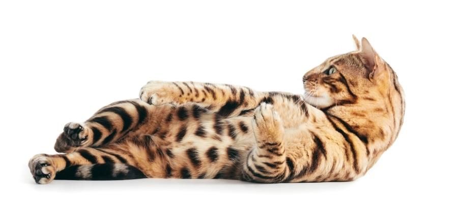 Kedi Cinslerine Göre Sağlık Sorunları