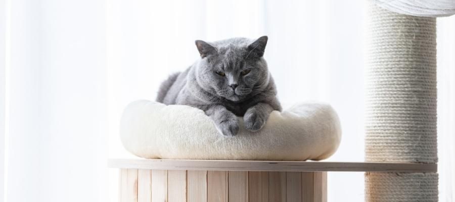 Tüy Yumağı Arkadaşlar: Kedi Cinsleri ve Özellikleri Nelerdir?