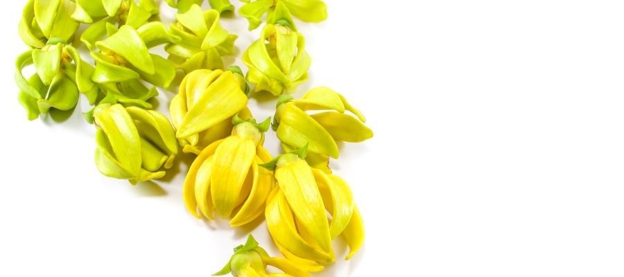 Ylang Ylang Yağı ile Yapabileceğiniz Ev Yapımı Reçeteler