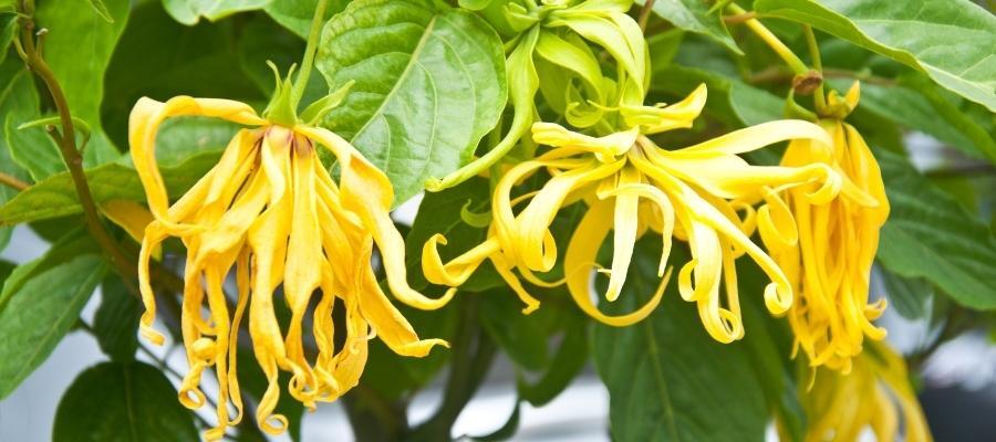 Ylang Ylang Yağı Kullanırken Dikkat Edilmesi Gerekenler