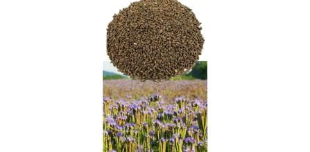 Avrasya Arıcılık Faselya (Arı Otu Tohumu) 1 kg Yorumları