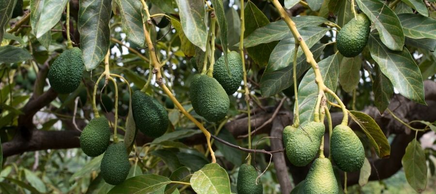 E Vitamini Deposu Avokado Bakım Rehberi