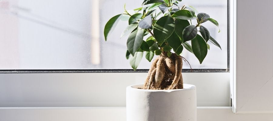 Sağlıklı Bonsai Çiçeği için Nasıl Bir Ortam Hazırlamalısınız?