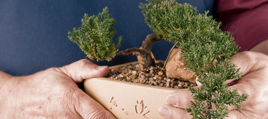 Bonsai Çiçeği Yaprak Döker mi?