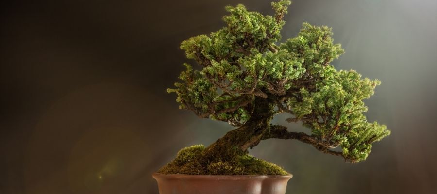Bonsai Çiçeğinin Saksısı Nasıl Olmalıdır?