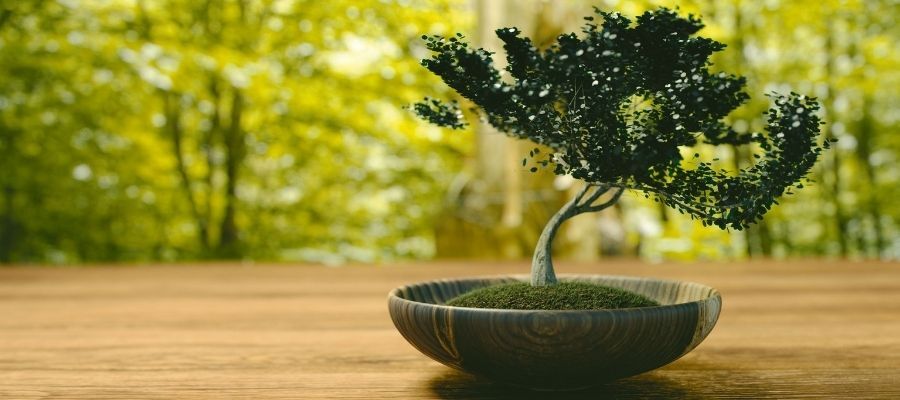 Saksıları Süsleyen Ağaç: Bonsai Çiçeği Bakım Rehberi