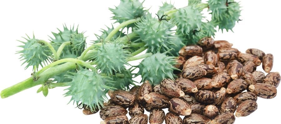 Hint Fasulyesi Faydaları Nelerdir?