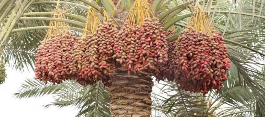 Hurma Ağacı Nasıl Bir Ortamda Büyütülmeli?