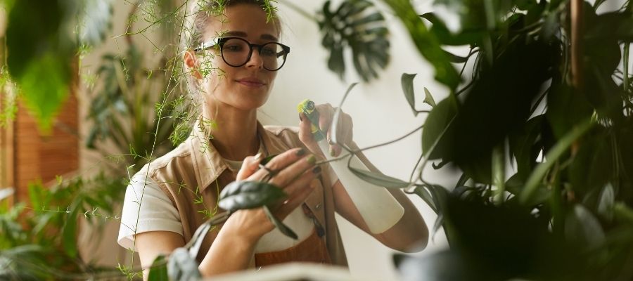 Evde Hurma Ağacı Bakımında Dikkat Edilmesi Gerekenler