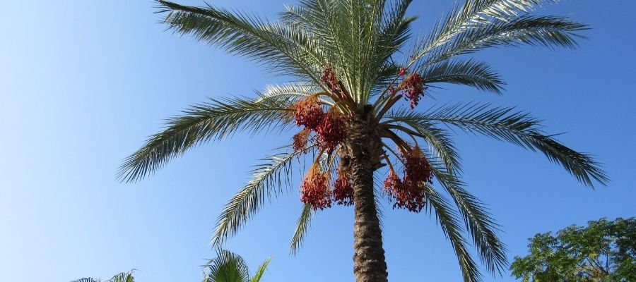 Hurma Ağacı Neden Kurur?